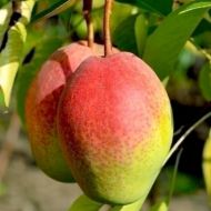 Саджанець Груша Киргизька зимова